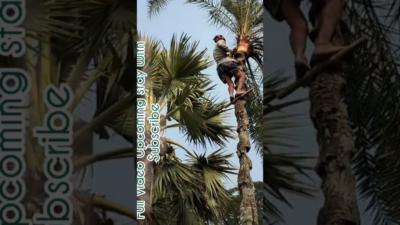 Date-Plum Juice processing Trailer.