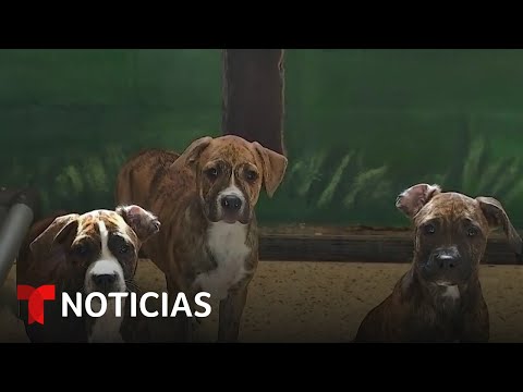 Florida aprueba dos leyes en contra el maltrato animal | Noticias Telemundo
