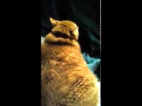 Cat purrs loud Cat purrs loud