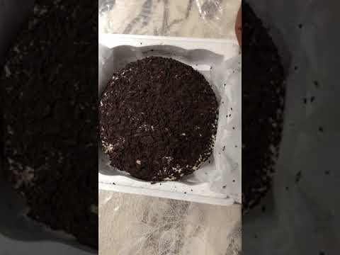 Black Forest ice