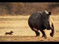 Dog chasing Rhino @ Unico Safaris