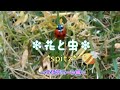 スピッツ/花と虫~ハモリパート編~