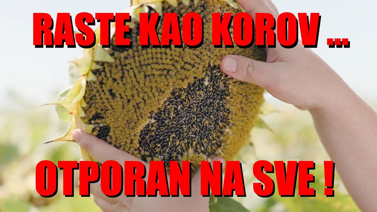 Suncokret koji RASTE KAO KOROV - otporan na sve ! ... može i suša, može i teška zemlja ... ali ...