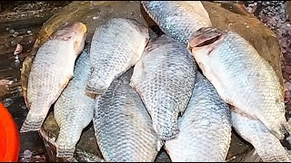🔴 LIVE Now Giant Fish Cutting & Fresh Seafood Preparation 🐟 | Satisfying Fish Market Skills