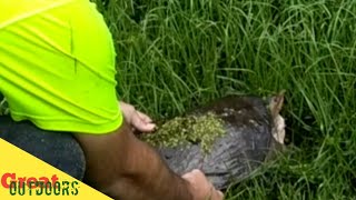 HUGE FLORIDA SOFTSHELL TURTLE.......