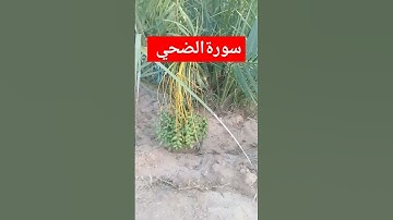 سورةالضحي الشيخ محمد الفقيه 🔥🔥।। #سورةالضحي #والضحى #الشيخ #الشيخ _محمد_ الفقيه #محمد_الفقيه
