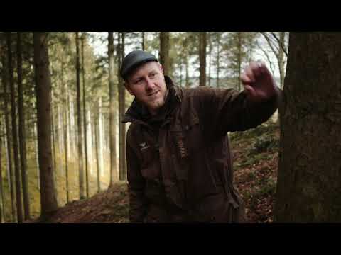 Video: Hvad er nogle producenter i nåleskoven?