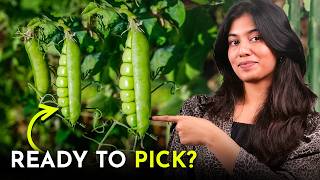 When to Harvest Peas: 5 Clear Signs Your Peas Are Ready to Pick