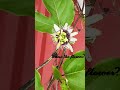 #fruit #mygarden #sweet #tree #garden #shorts #ytshorts #beautifulnature #passionfruit
