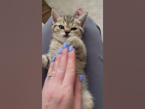 Кошеня, хлопчик, Scottish straight (шотландський прямовухий) — Lapki ...