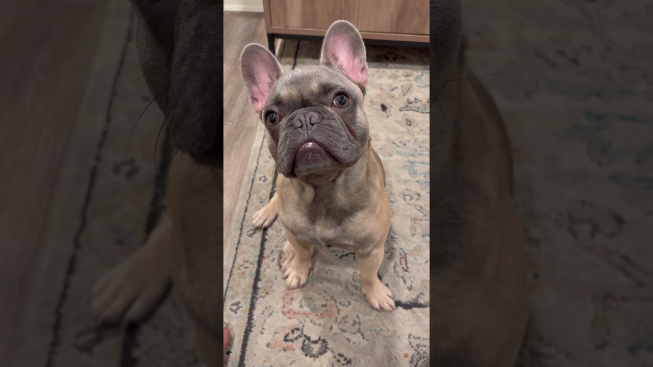 Does your frenchie color change as the grow 