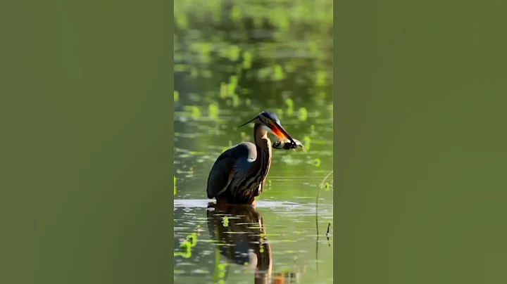 Heron's hunting: A one-strike victory - DayDayNews