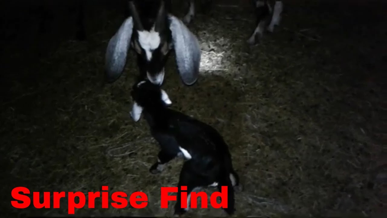 goat kidding head first She Didn't Look Ready To Kid Yet