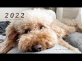 2022: A Year in Review with my Mini Goldendoodle