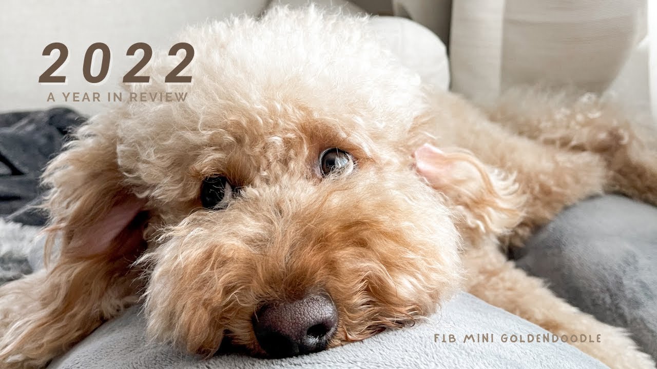 2022 A Year in Review with my Mini Goldendoodle YouTube