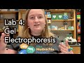 The wolbachia project lab 4 gel electrophoresis