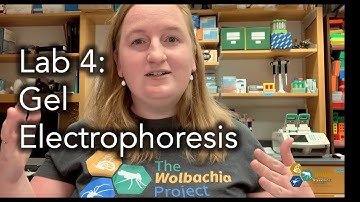 The Wolbachia Project Lab 4: Gel Electrophoresis