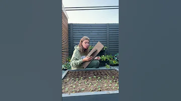 КАК СЕЯТЬ РЕДИС ИДЕАЛЬНО #огород #дачныесоветы #урожай