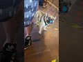 Balls are a dog’s favorite toy