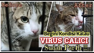 BeforeAfter: CaliciVirus Pada Kucing | Ciriciri atau Gejala Awal Kucing Terkena CaliciVirus