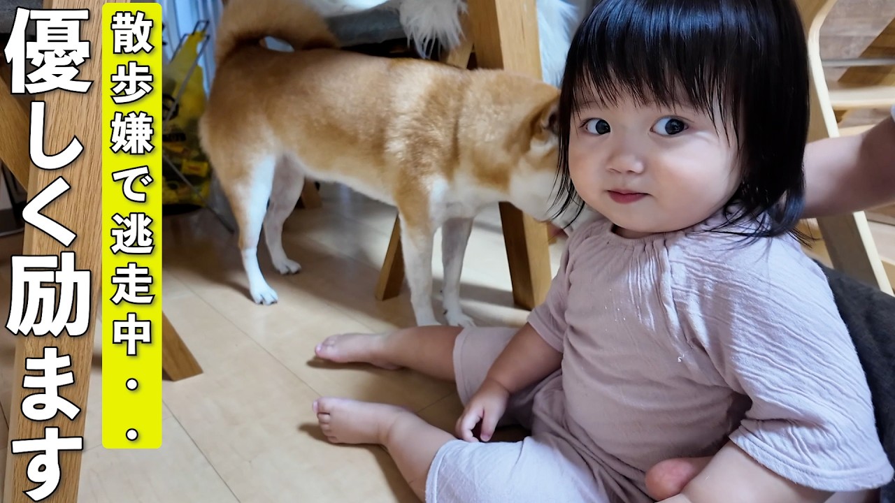 I tried to convince my 2-year-old child and my Shiba Inu, who