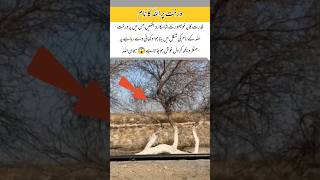 Allah's name on the tree#shortvideo #trendingnow #islamicvideo #mashallah #allah #name #shortsfeed