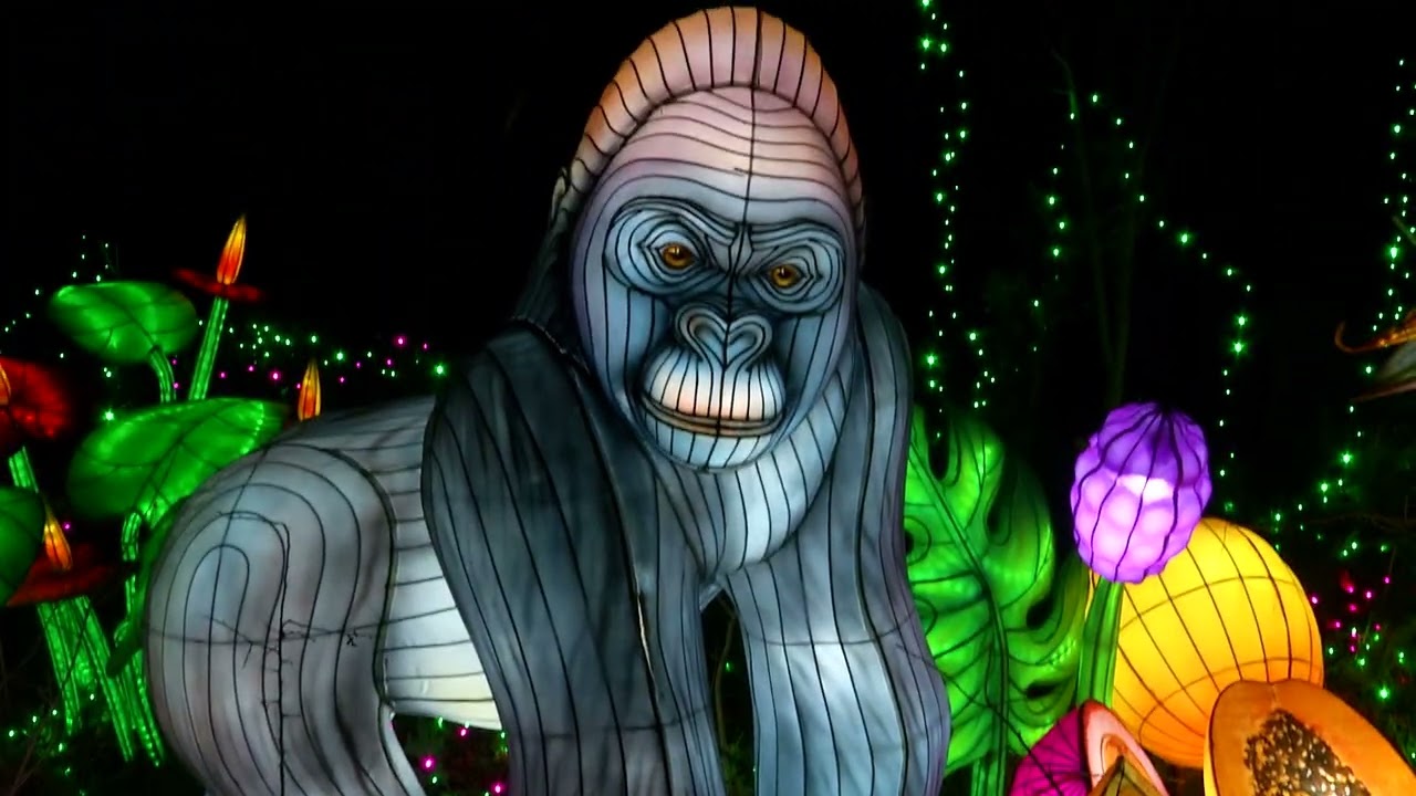 B B  Lightsafari 2026