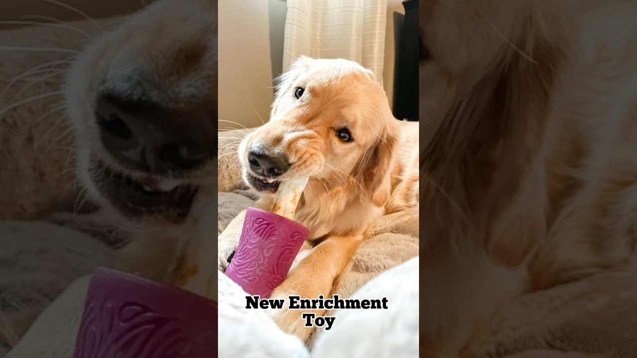 Do your dogs like to chew? Check out this new enrichment toy for safe