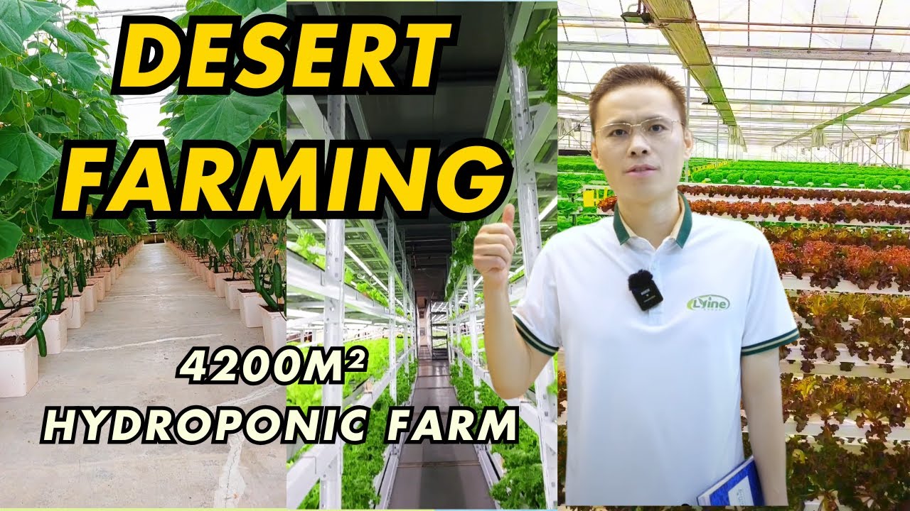 Farming in the Desert: Inside Oman's 4200m² Commercial Indoor Hydroponic Farm