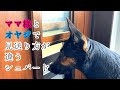 ママ様とオヤジで見送る態度が違うシェパード犬【German Shepherd】 My Dog Sees Her Owners Off Very Differently
