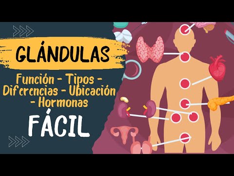 Video: ¿Las glándulas endocrinas son avasculares?