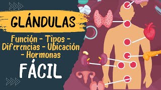 🧠​ GLANDULAS ENDOCRINAS (Fácil Explicación!!) Cuales son? Que son? Hipotalamo e Hipófisis