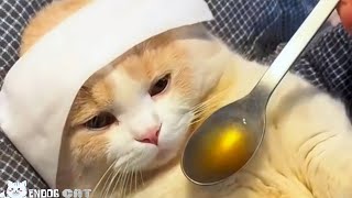 UNPREDICTABLE CATS BEHAVIOR!