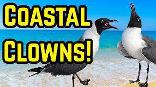 Laughing Gull Behavior: The Chaotic Life of a Beach Scavenger