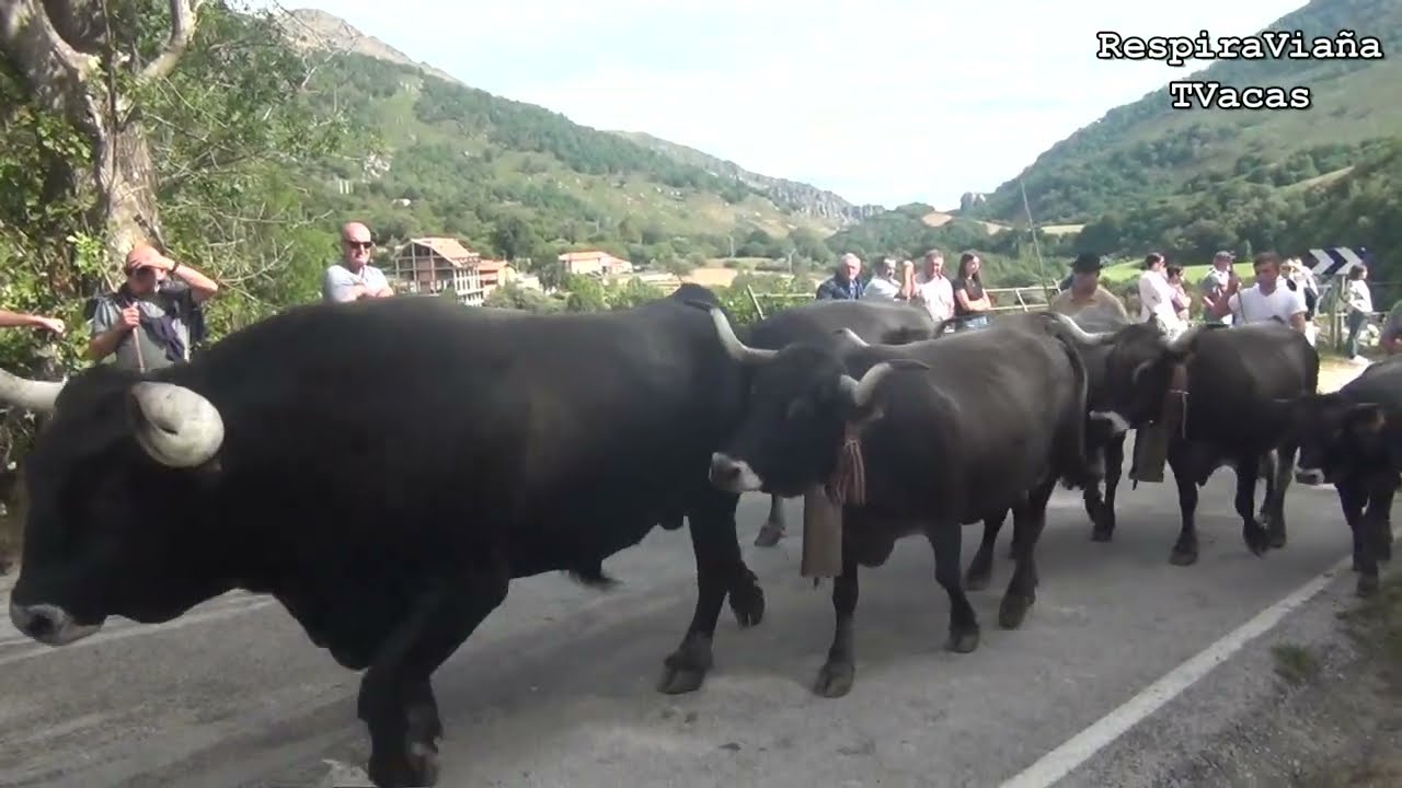 Feria Ganadera de San Antolin Polaciones