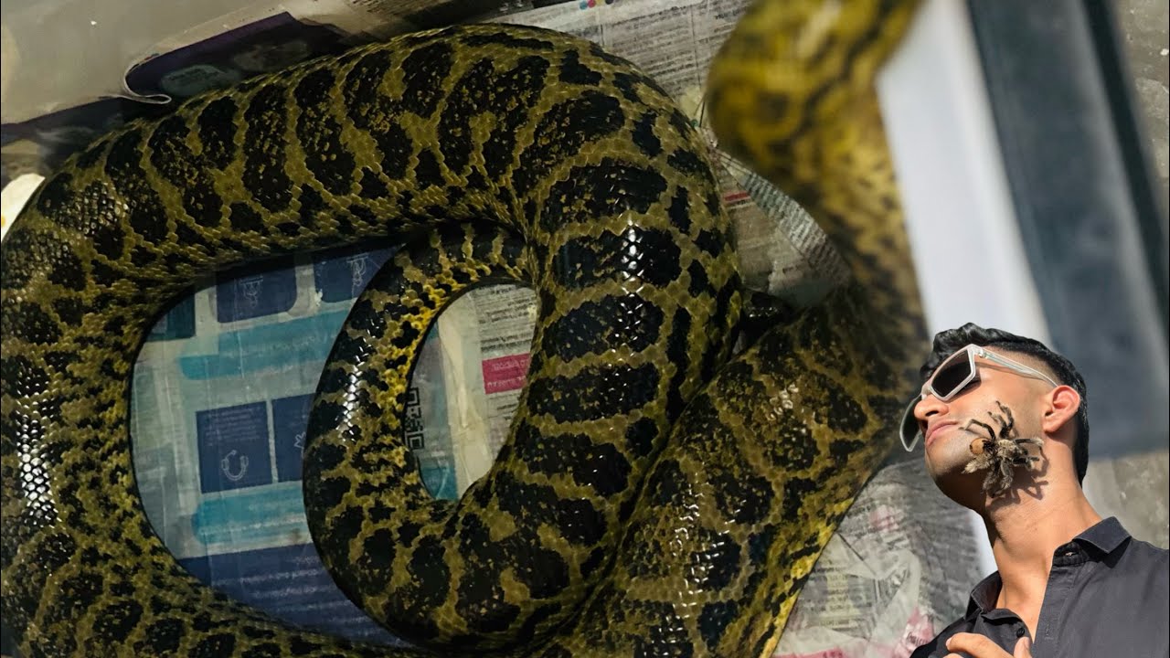 വീട്ടിൽ വളർത്തുന്ന Anaconda🥵🐍 Exotic pets collection vlog | Hamdanhere 
