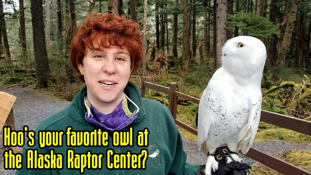 Hoo's your favorite owl at the Alaska Raptor Center?