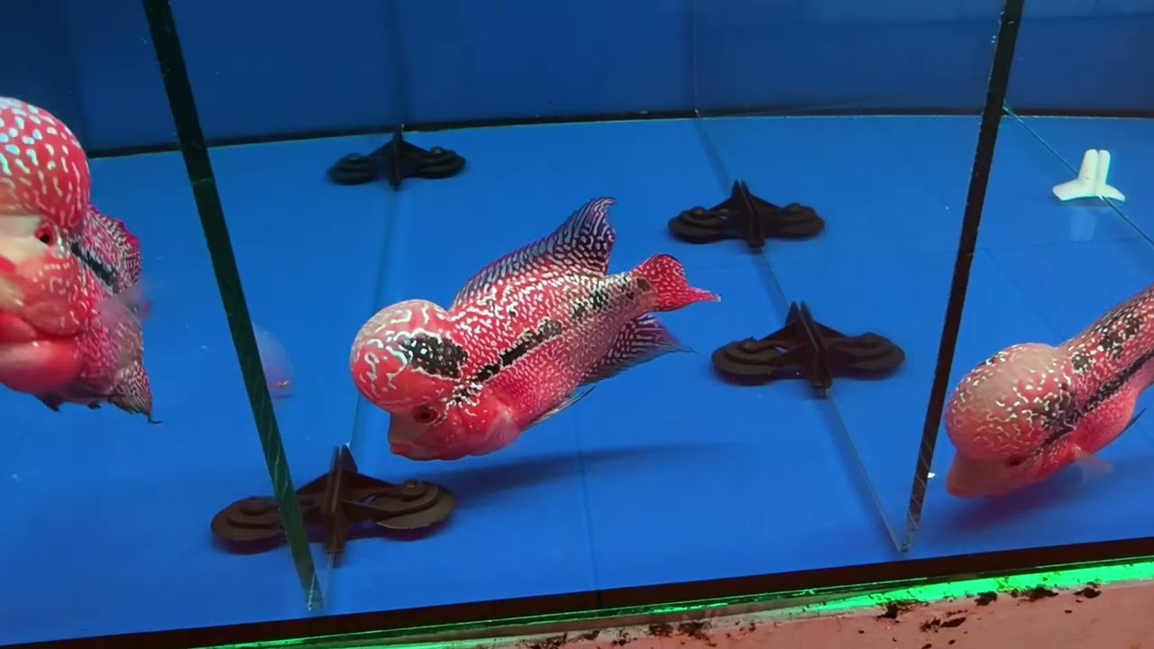 Cá la hán đẹp tuyển đầu bự 450k mời anh em mua sắm ! 