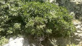 Altında Su Yılanların Bulunduğu Açık Kaya Mezarı