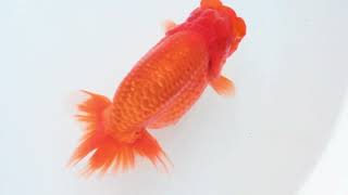 DSC 1270