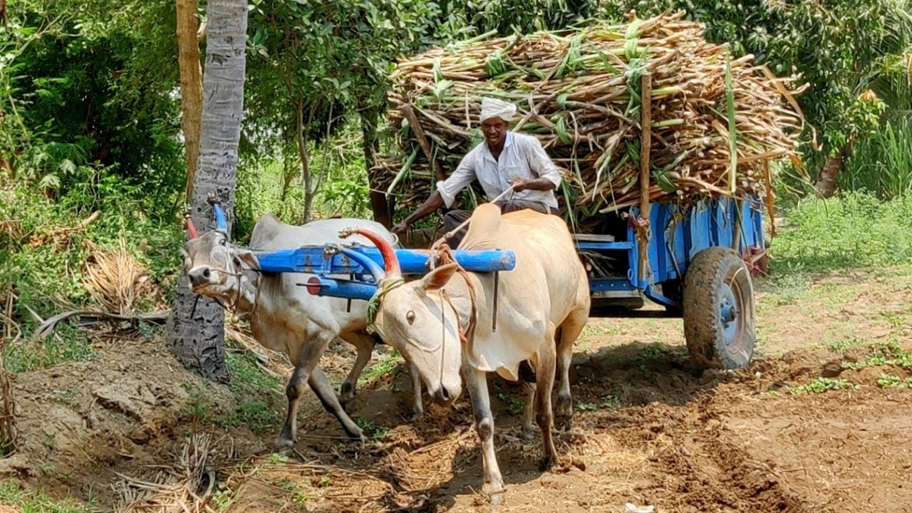 Bullock Cart mud stuck in heavy load sugarcane | cow videos vs ox