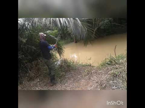 mancing ikan baung - YouTube