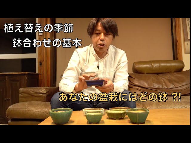 4K] 盆栽の植え替えシーズン到来、鉢合わせのコツ [盆栽・初心者