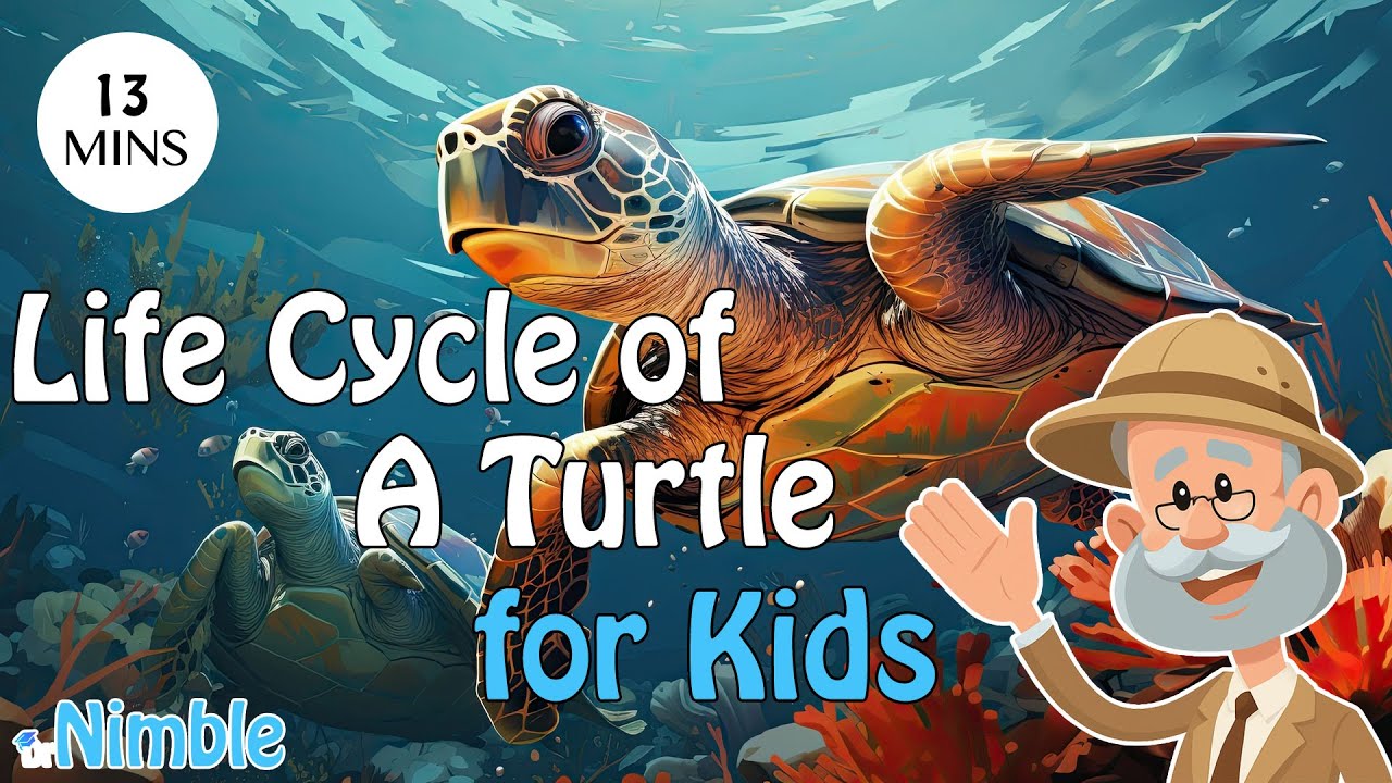 Turtle Life cycle With Dr. Nimble - Toddler , Kindergarten & Preschool ...