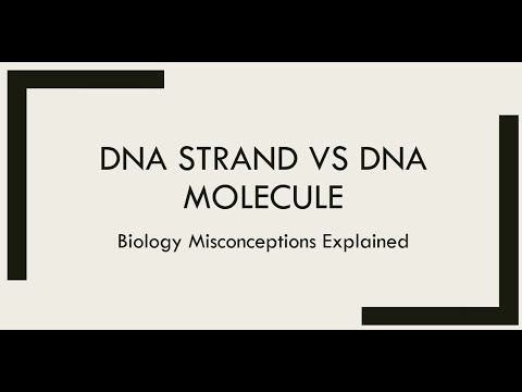 DNA strand vs