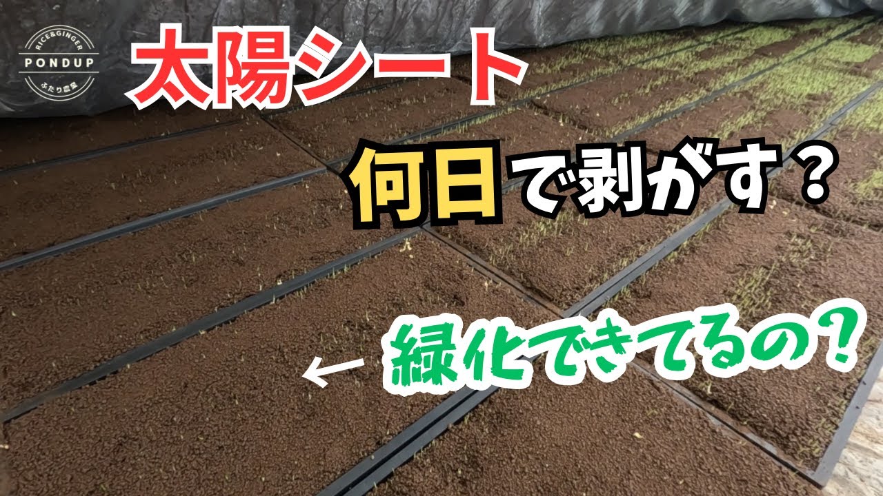 太陽シート剥がすタイミング　土が上がった苗は緑化できてるのか？シート干して散水します　新しいビニールハウスの効果#農業#育苗#太陽シート