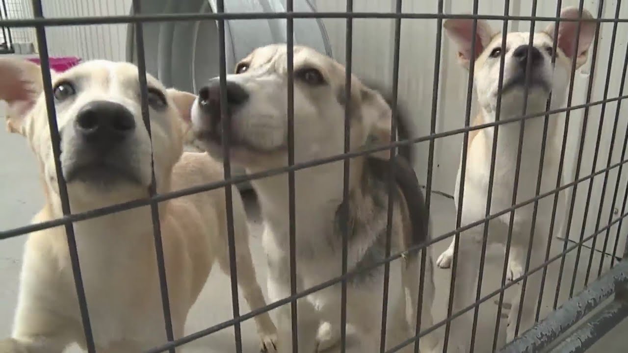 Community steps in to cool dogs at Fort Lupton rescue YouTube