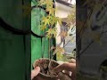 水はけ改善簡易土壌改良！