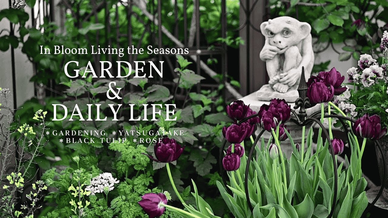 Влог о садоводстве и повседневной жизни /  Черные тюльпаны и розы в цвету /