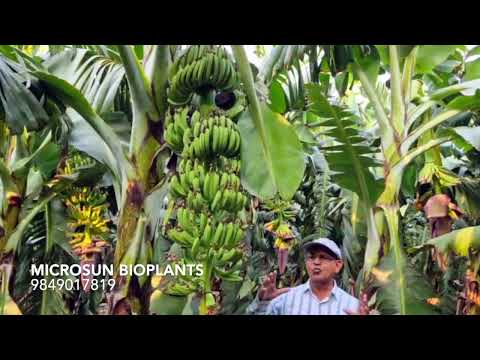 MICROSUN BIOPLANTS - BARABANKI-UTTARPRADESH - 45-50 KG Bunch Average - video from Microsun Bioplants